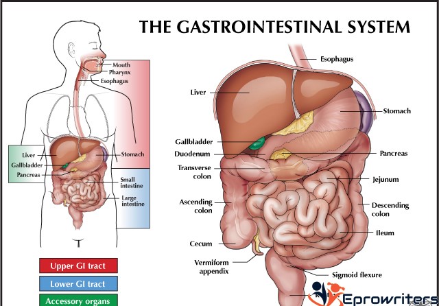 Module 04 Lab Assignment: Gastrointestinal System